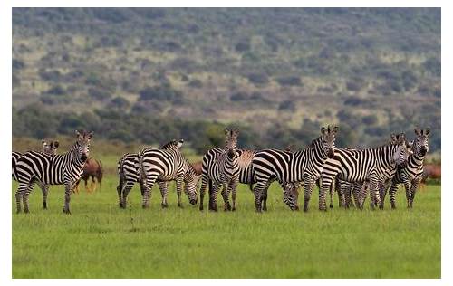 Akagera National Park