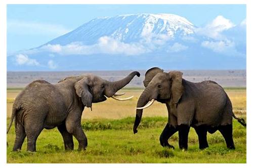 Amboseli National Park