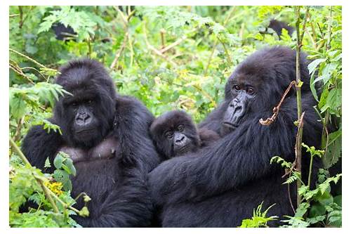 Bwindi Impenetrable National Park