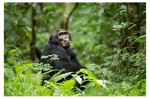 Kibale National Park