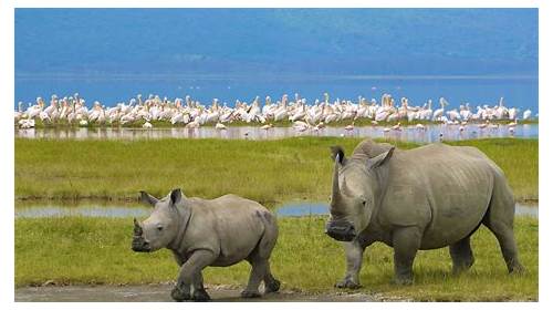 Lake Nakuru National Park
