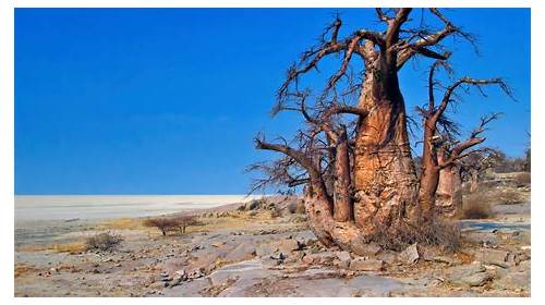 Makgadikgadi Pans National Park