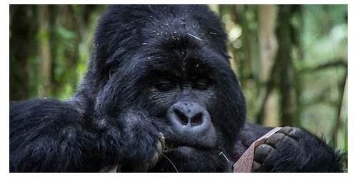 Mgahinga Gorilla National Park