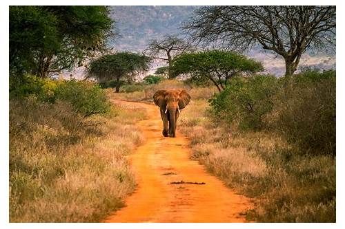 Tsavo National Park West