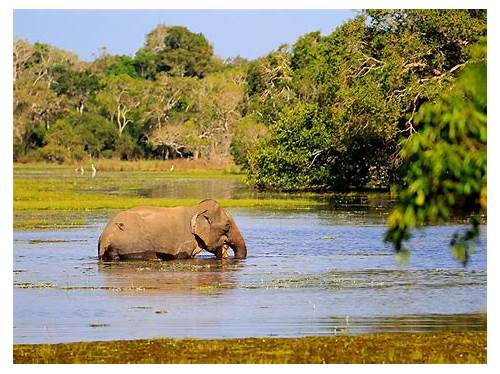 Wilpattu National Park
