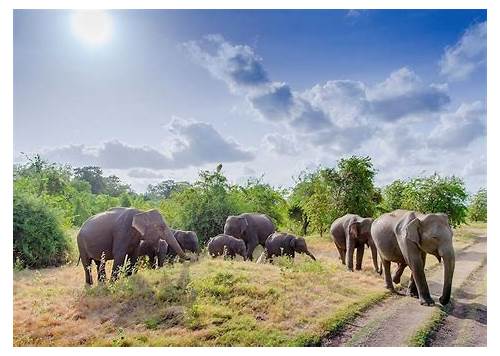 Yala National Park